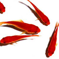 发布可爱的小红鱼的flash格式logo